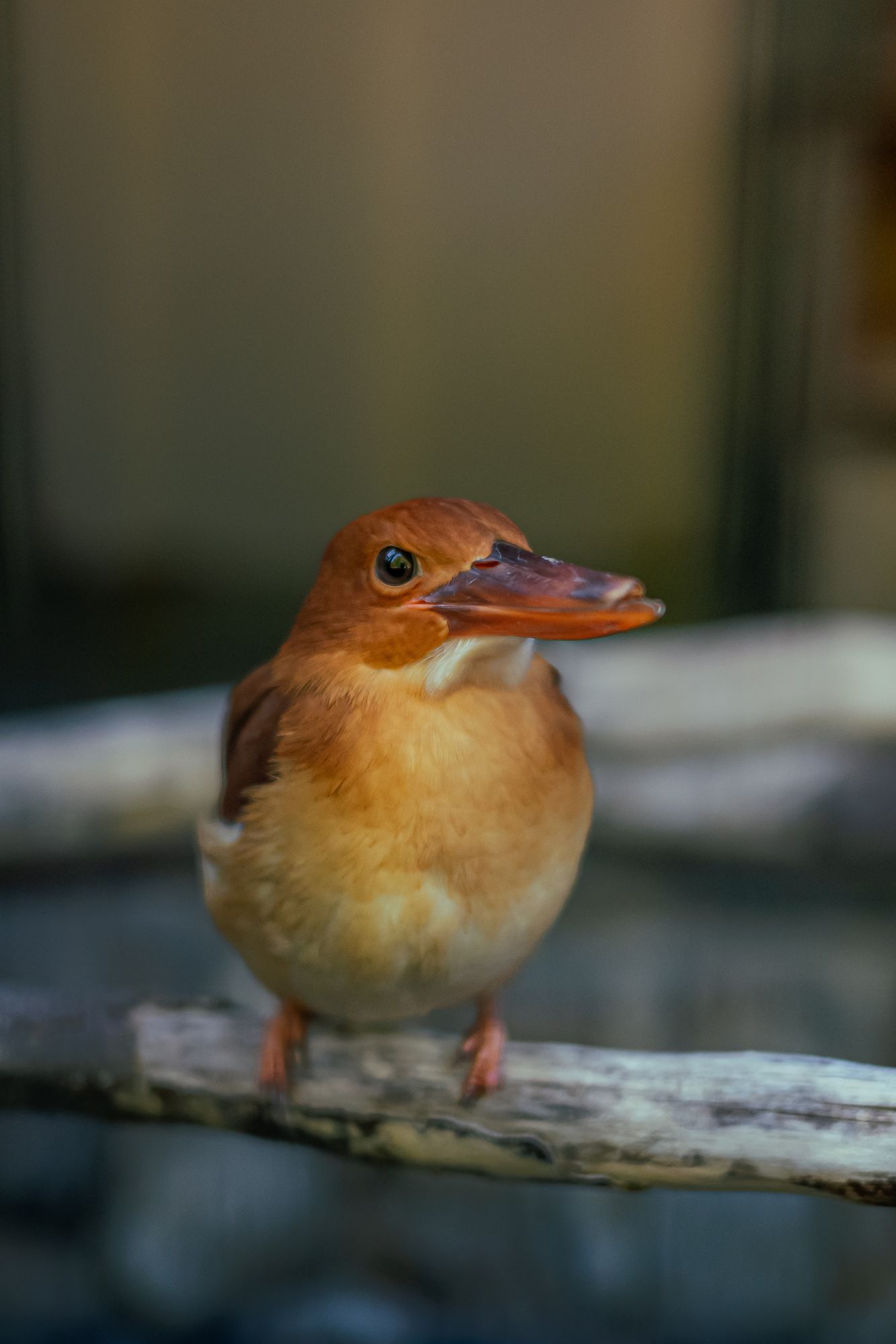 アカショウビン（福井県池田町・足羽川で撮影）